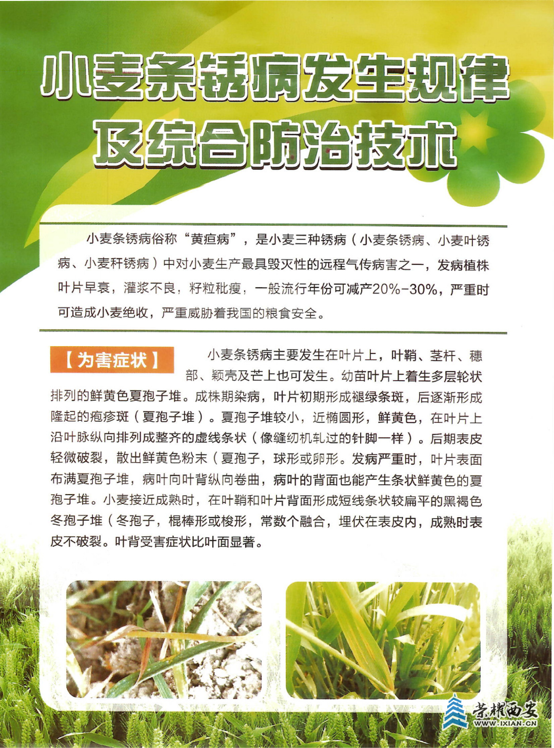 最新小麦黄病科技产品介绍及研究动态分析