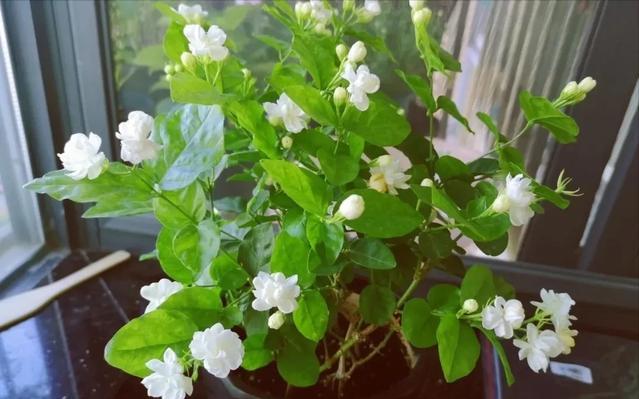 唱花歌曲最新，夏日温馨故事开启！
