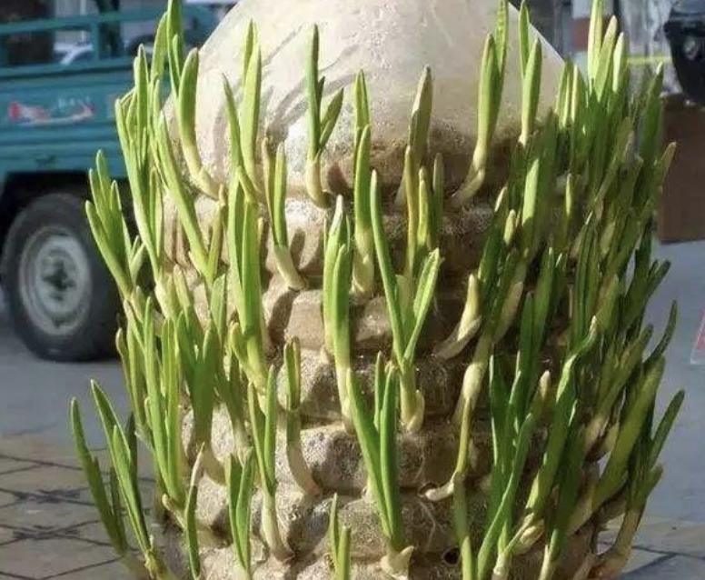 数字时代绿色萌芽网站的崛起，萌芽最新网站亮相网络世界